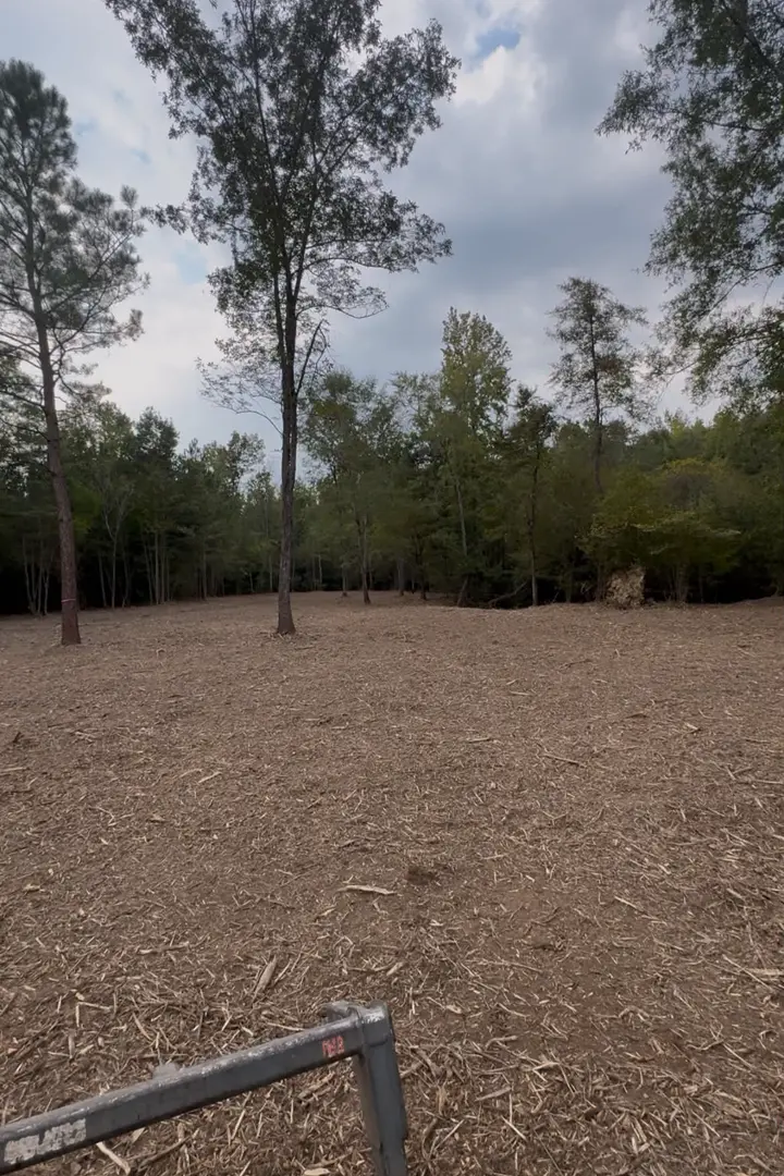 Open park-like ground with young trees kept standing