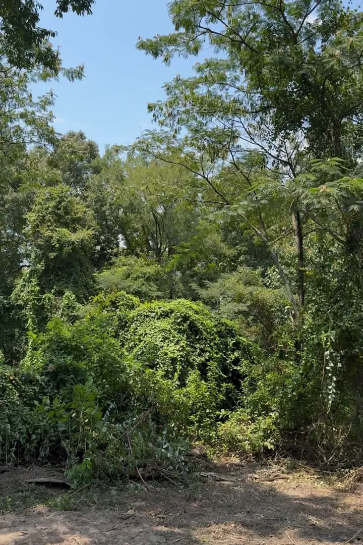 Land swallowed by kudzu and brush before forestry mulching