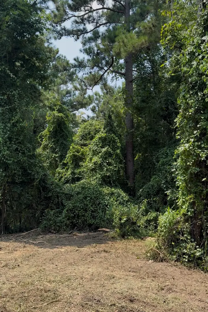 Thick vines and undergrowth before land clearing